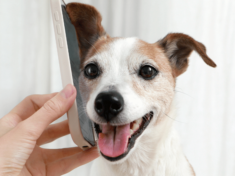 A happy brown and white dog with its mouth open is held close to a smartphone, as if listening to a call—perhaps getting updates from the Best Luxury Dog Boarding in Sydney. A person's hand holds the phone to the dog's ear.
