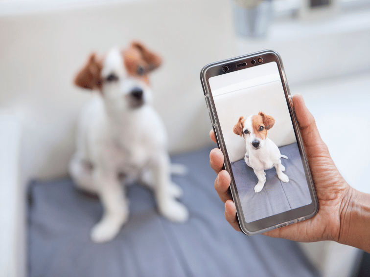 A person holds a smartphone taking a photo of a small white and brown dog sitting on a gray cushion; the adorable pup, perfect for Best Luxury Dog Boarding in Sydney, appears both in the photo and in the background.
