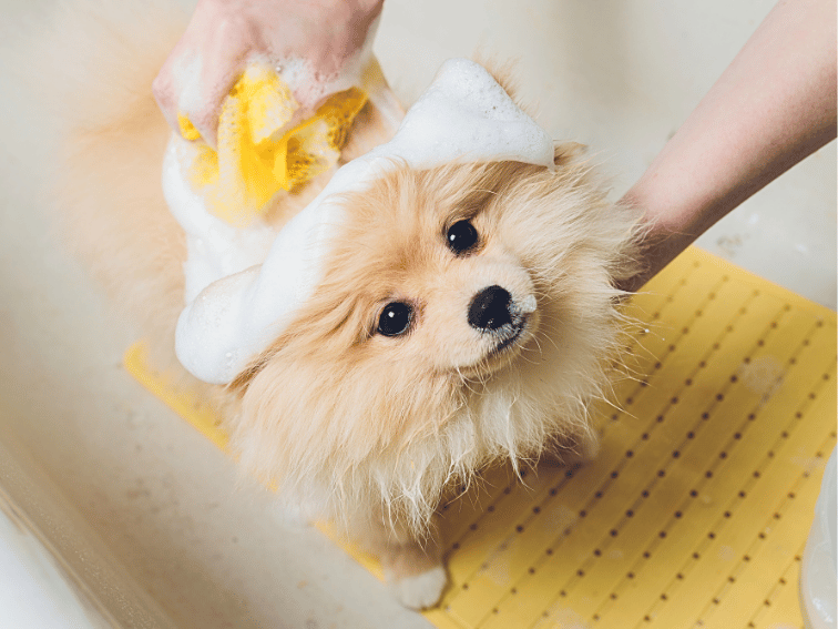 A fluffy Pomeranian dog stands in a bathtub on a yellow mat, looking up while being bathed at the Best Luxury Dog Boarding in Sydney. A person scrubs the pup's head with a yellow sponge covered in white soapy suds.
