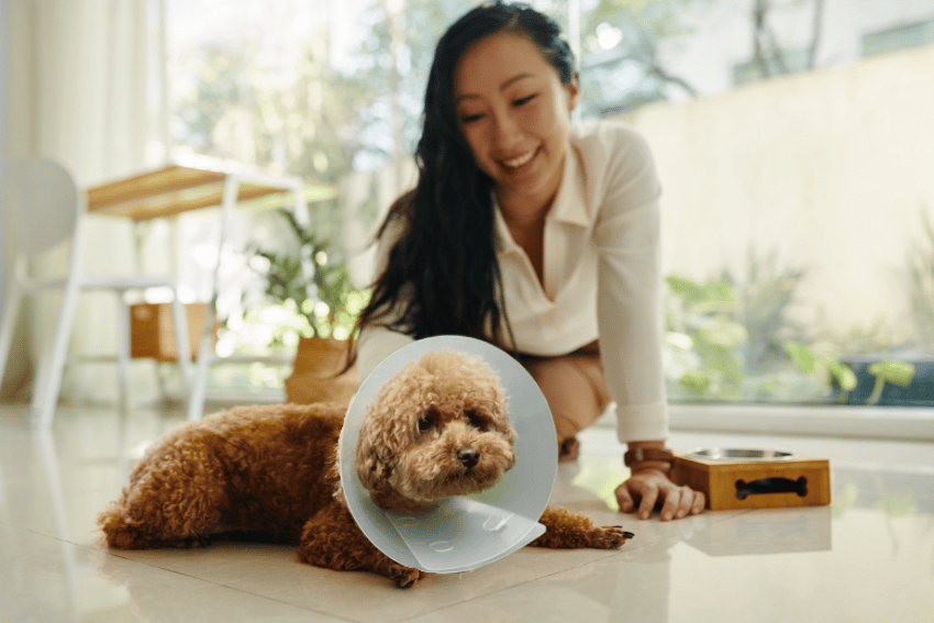 Sick Leave for Pets Australia