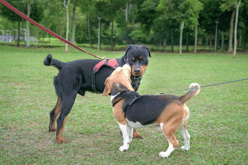 Neutral ground helps prevent territorial aggression, which often occurs when a stranger enters a dog’s home territory