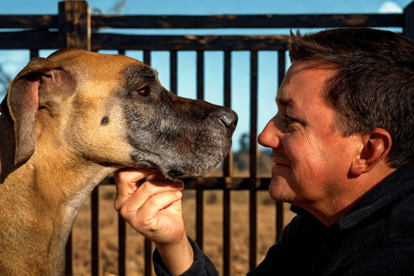 how to avoid dog bite, how to avoid dog attack, dog bite prevention for pet sitters, dog behaviour, personal accident and illness insurance - Direct eye contact, leaning forward, and face proximity are high-risk behaviours