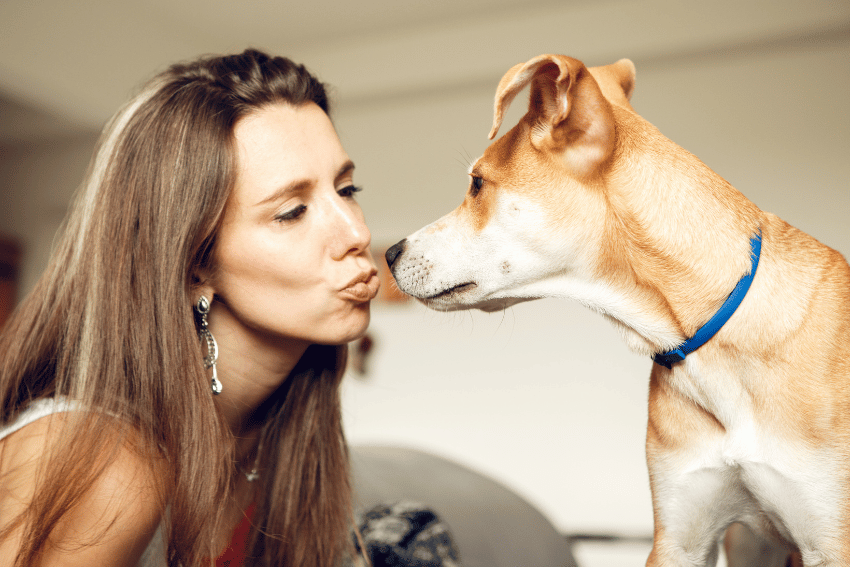 how to avoid dog bite, how to avoid dog attack, dog bite prevention for pet sitters, dog behaviour, personal accident and illness insurance - Direct eye contact, leaning forward, and face proximity are high-risk behaviours