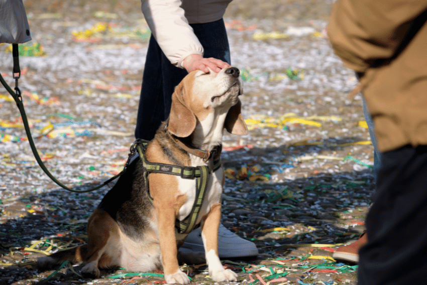 A beagle wearing a harness sits with eyes closed, enjoying a person’s hand gently petting its head—a peaceful scene that highlights how to avoid dog bite and dog attack as a pet sitter. Colorful confetti and people’s legs are in the background.how to avoid dog bite and dog attack as a pet sitter