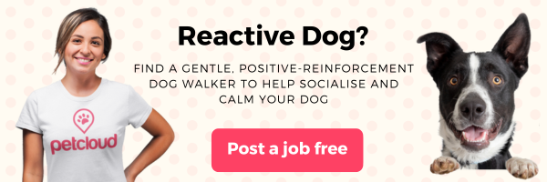 A smiling woman in a “petcloud” shirt stands beside an alert black and white dog. Text reads: “Reactive Dog? Learn how to manage a reactive dog. Find a gentle, positive-reinforcement walker. Post a job free.” Soft polka dot background.