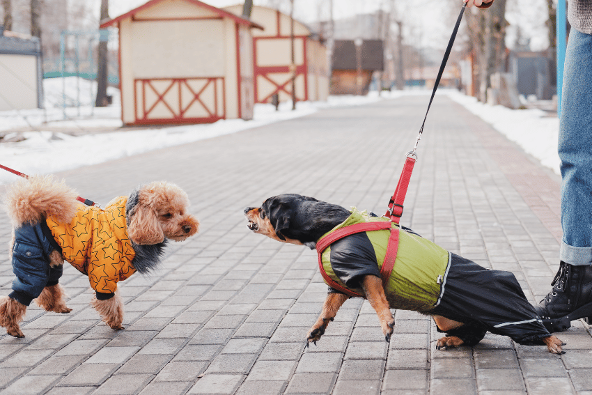 What Is a Reactive Dog, How to manage a reactive dog, help with managing a reactive dog, petcloud