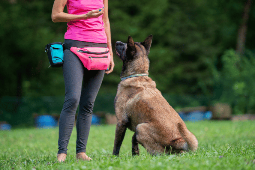 How to manage a reactive dog, help with managing a reactive dog, petcloud