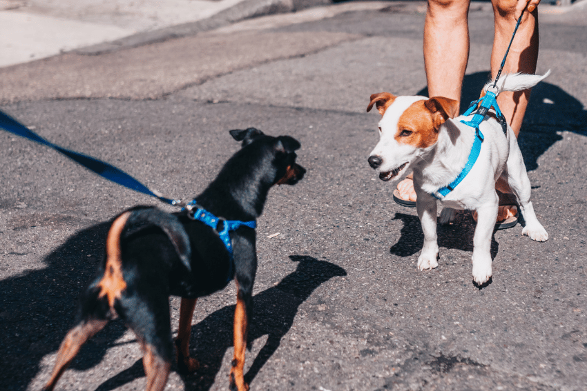 How to manage a reactive dog, help with managing a reactive dog, petcloud