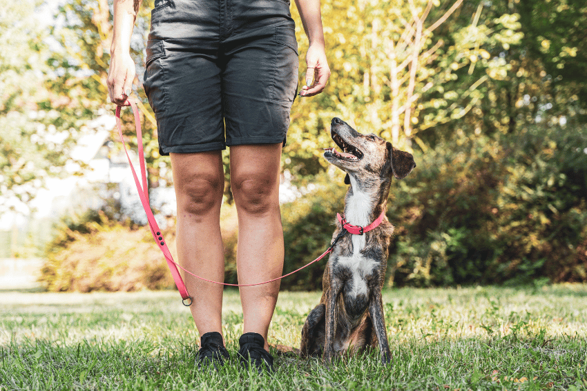 help for reactive dogs in Australia, How to manage a reactive dog, help with managing a reactive dog, petcloud