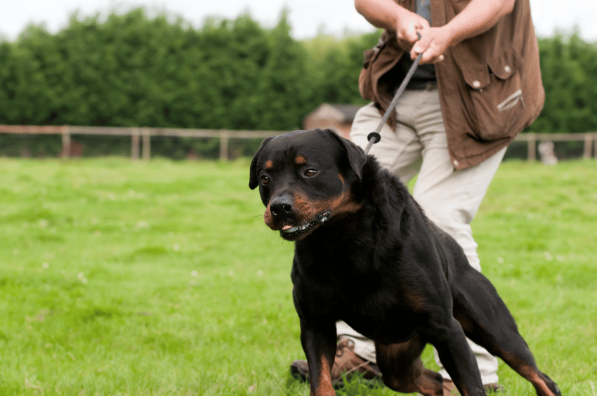 How to manage a reactive dog, help with managing a reactive dog, petcloud