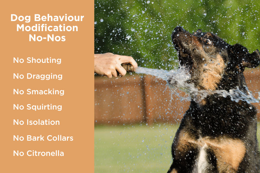 What not to do with a reactive dog, How to manage a reactive dog, help with managing a reactive dog, petcloud