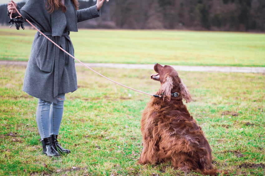 How to manage a reactive dog, help with managing a reactive dog, petcloud