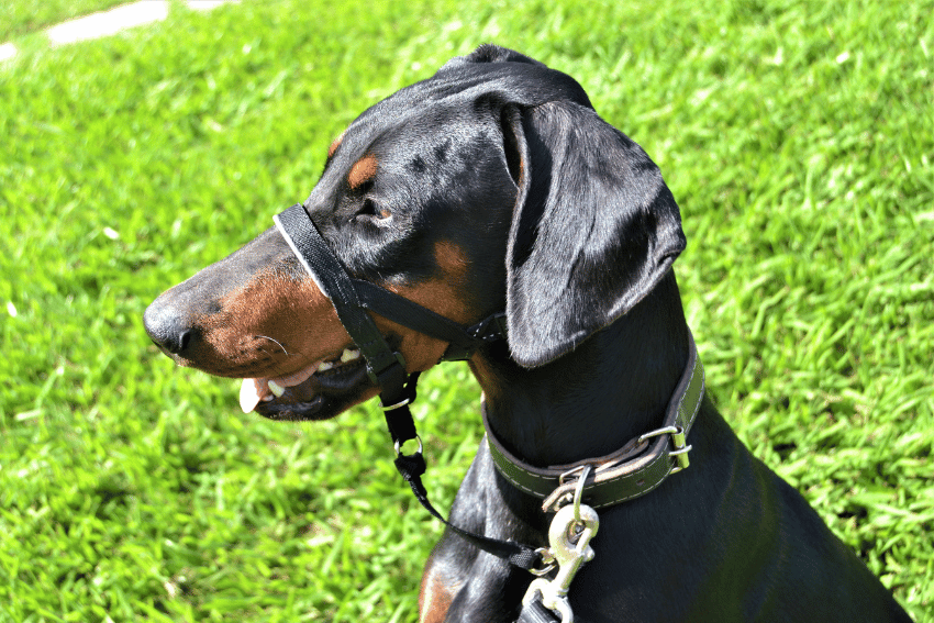 How to manage a reactive dog, help with managing a reactive dog, petcloud