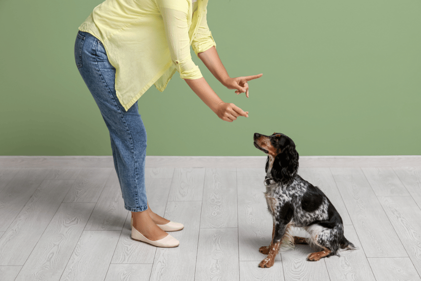 How to manage a reactive dog at home, How to manage a reactive dog, help with managing a reactive dog, petcloud