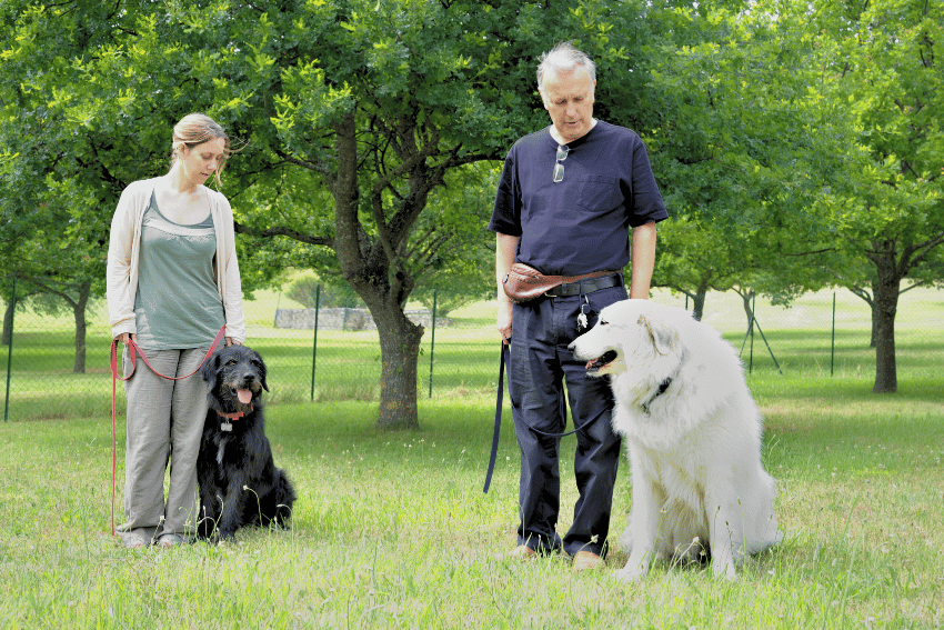 How to socialise a reactive dog, How to manage a reactive dog, help with managing a reactive dog, petcloud