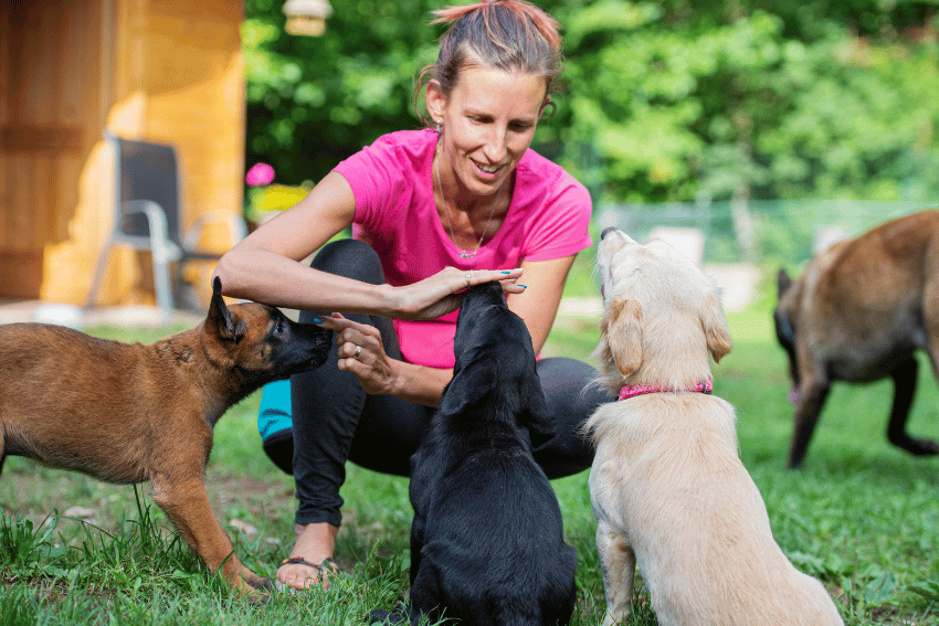What is the critical socialisation period for puppies, How to manage a reactive dog, help with managing a reactive dog, petcloud