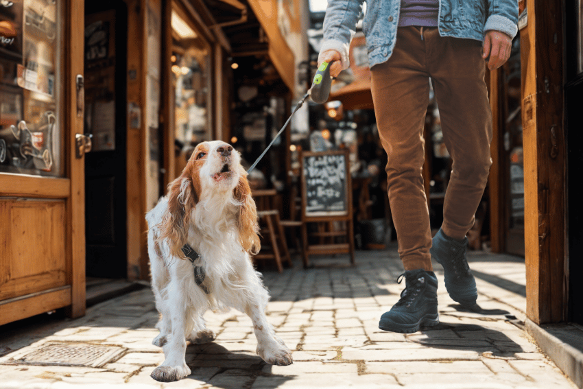 A white and brown dog on a leash barks while being walked by a person in a denim jacket and brown pants down a cobblestone street lined with shops, illustrating how to manage a reactive dog in busy outdoor settings.