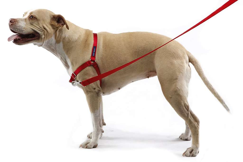 How to manage a reactive dog, help with managing a reactive dog, petcloud