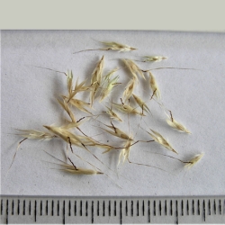 Scattered small, tan grass seeds with fine awns are displayed on a white surface above a ruler for scale—an important detail for pet paw and nail care Australia to help identify potential irritants.