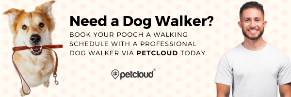 A happy dog holding a leash in its mouth is on the left, and a smiling man in a white shirt is on the right. Text in the center advertises reliable dog walking services via PetCloud, trusted across Australia.