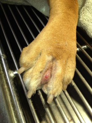 A close-up of a dog's paw resting on metal bars, highlighting a small red bump between the toes near the base of the claws—an important reminder about Pet paw and nail care Australia.