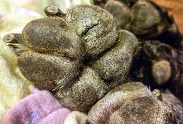 Close-up of a dog's paw pads resting on a soft, patterned blanket, highlighting the rough texture and fine fur around the toes—perfect inspiration for pet paw and nail care Australia.