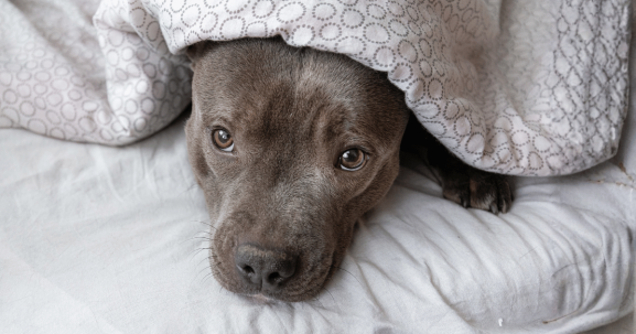 An anxious dog with soulful eyes lies on a white bed, partially covered by a patterned blanket, gazing up toward the camera—capturing the tender moments of anxious dog boarding.