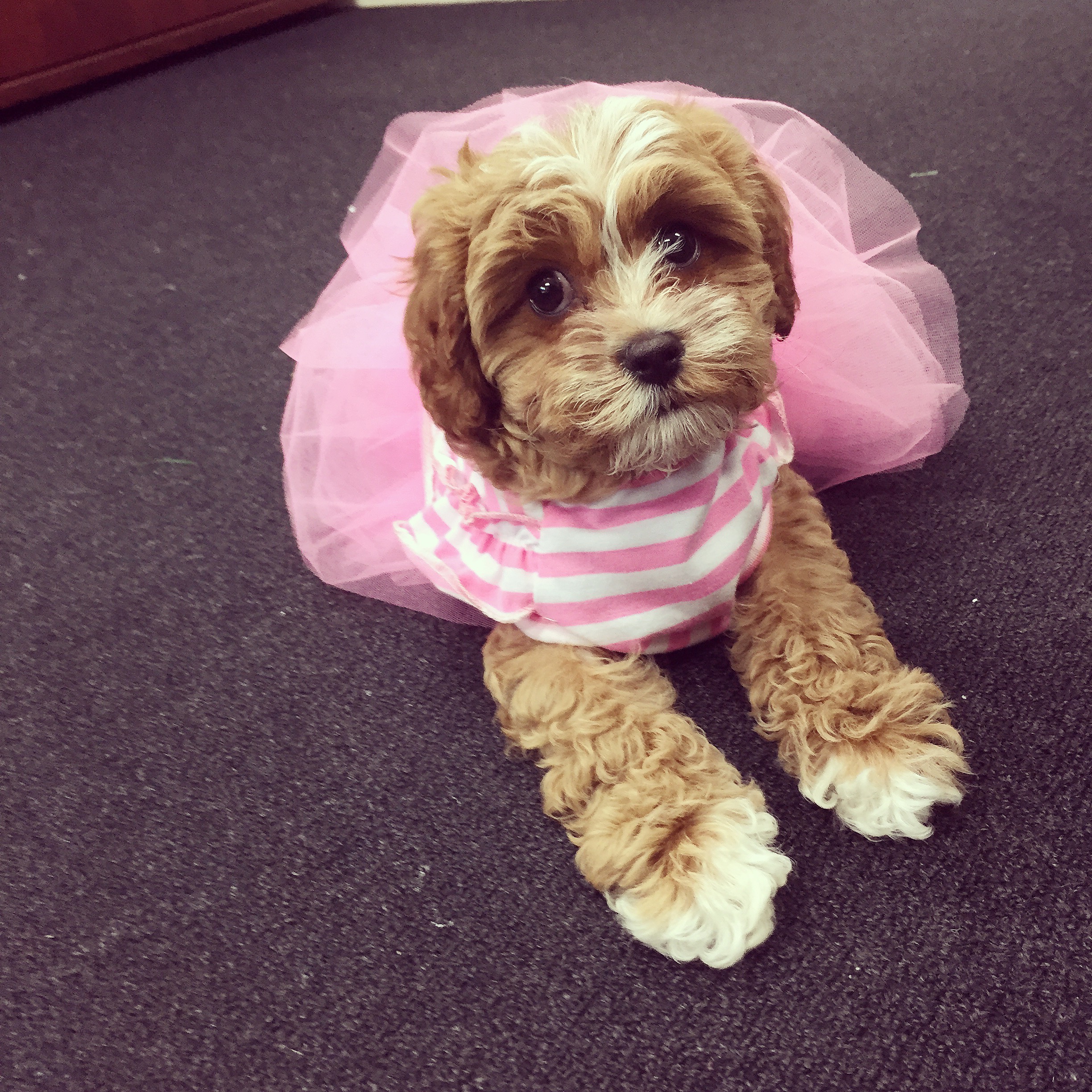 Tips for Puppy Sitting