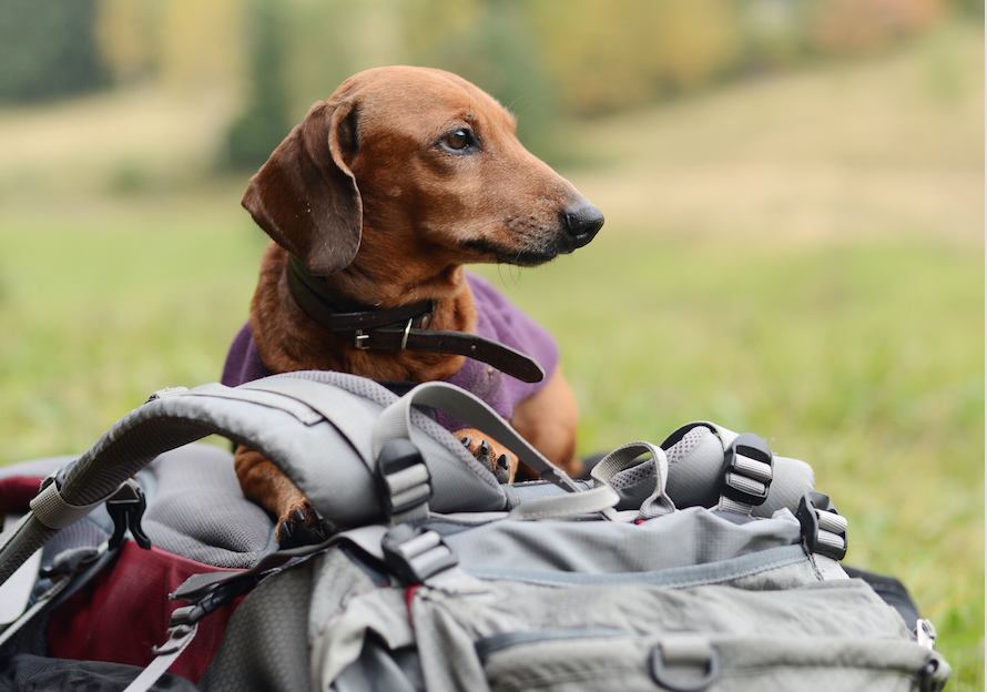 Must haves for a Pet sitter backpack