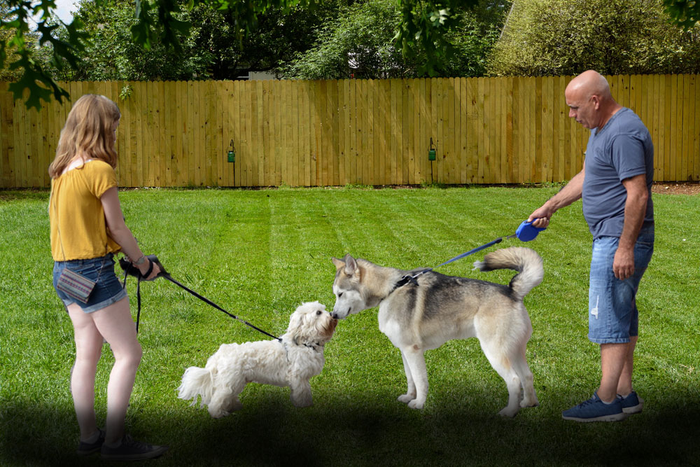 morrisons puppy training pads