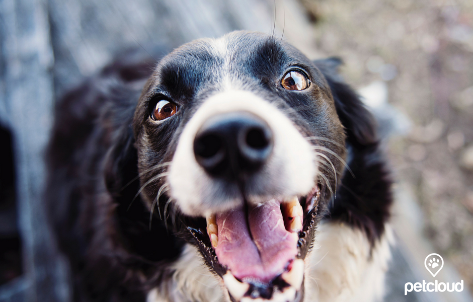 The pawfect family member