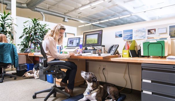 Enviable Australian Pet Friendly Workplaces Blog PetCloud