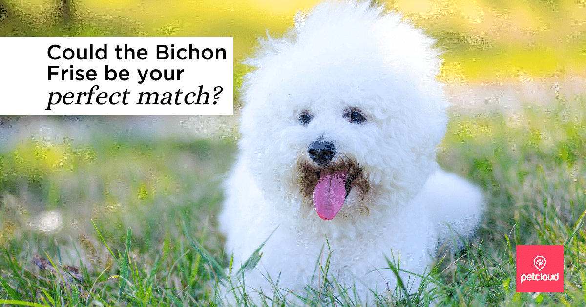 happy bichon frise