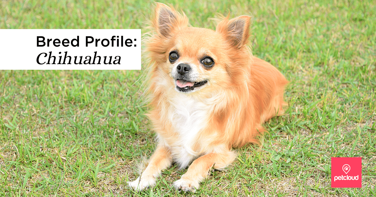 the chihuahua