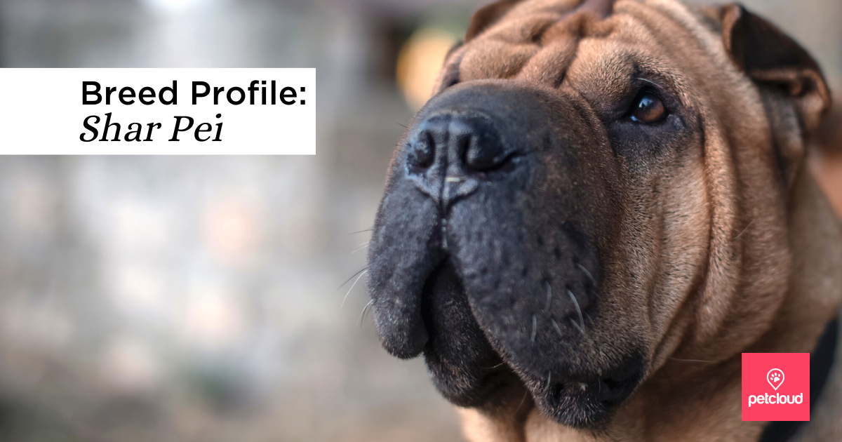 shar pei ear cleaner