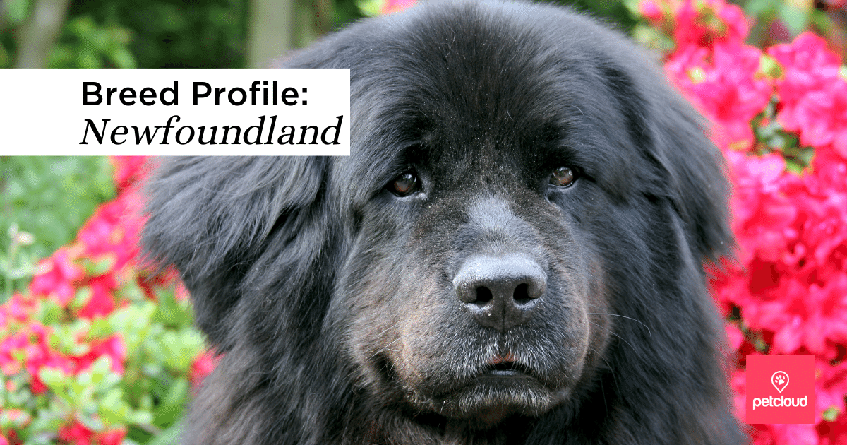 Is The Newfoundland Breed Dog Your New Adventure Companion