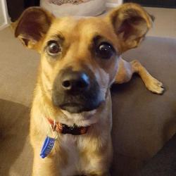 Past PetCloud client