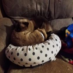 Past PetCloud client