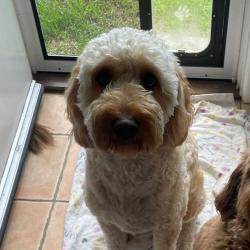 Past pet care client of Alicia in Taringa, QLD