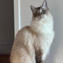 Past PetCloud client