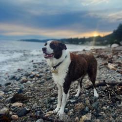 Past PetCloud client