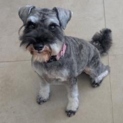 Past pet care client of Donna-Marie in Cannon Hill, QLD