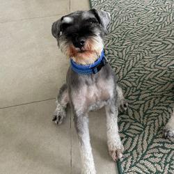 Past pet care client of Donna-Marie in Cannon Hill, QLD