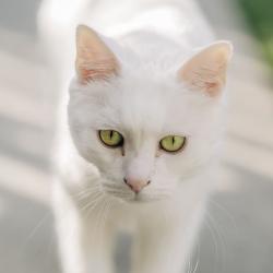 Past PetCloud client