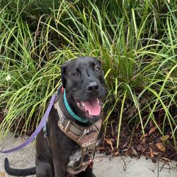 Past pet care client of Glenda in Wamuran, QLD