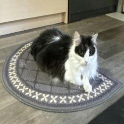 Past pet care client of Glenda in Wamuran, QLD