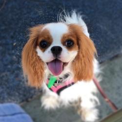 Past PetCloud client