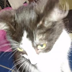 Past PetCloud client