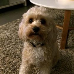 Past PetCloud client