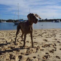 Past PetCloud client